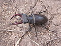 * Nomination Lucanus cervus --Butko 18:48, 18 October 2009 (UTC) * Promotion Good. Cayambe 7:19, 21 October 2009 (UTC)