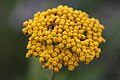 * Nomination Macro shot of a Fernleaf Yarrow inflorescence. --Yerpo 19:34, 21 October 2009 (UTC) * Decline imo only few parts in focus --Mbdortmund 02:14, 22 October 2009 (UTC)  Comment I know, that's why I only nominated for QI. Unfortunately, the light wasn't strong enough for more. But the focus is on individual flowers, not the whole inflorescence. --Yerpo 11:14, 23 October 2009 (UTC) DOF too low, sorry. -- H005 20:35, 24 October 2009 (UTC)