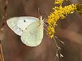 * Nomination An albino female Clouded Sulphur (Colias philodice) --Meganmccarty 21:45, 5 October 2009 (UTC)  Comment Beautiful butterfly. I clone-out grasses on the left side (imho). And noisy background. - Darius Bauzys 06:52, 6 October 2009 (UTC)  Comment I'm not an expert on cloning and I'm afraid if I did clone-out the grasses the photo would look altered. --Meganmccarty 18:25, 6 October 2009 (UTC) * Promotion So let it go. QI for me. --Cayambe 09:18, 7 October 2009 (UTC)