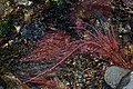 * Nomination Underwater roots of Black Alder (Alnus glutinosa) --David Perez 14:45, 2 October 2009 (UTC) * Promotion Excellent! -- George Chernilevsky 15:42, 3 October 2009 (UTC)