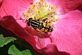 * Nomination Hoverfly on rose. -- Korall 10:04, 13 October 2009 (UTC) * Promotion Excellent -Cayambe 12:43, 13 October 2009 (UTC)