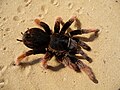 * Nomination: Mexican fireleg tarantula Brachypelma boehmei --George Chernilevsky 18:48, 1 October 2009 (UTC) * * Review needed