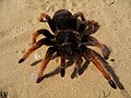 * Nomination Mexican fireleg tarantula Brachypelma boehmei --George Chernilevsky 18:48, 1 October 2009 (UTC) * Promotion good.--Mbz1 19:27, 1 October 2009 (UTC)