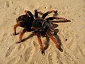 * Nomination Mexican fireleg tarantula Brachypelma boehmei --George Chernilevsky 18:48, 1 October 2009 (UTC) * Promotion good.--Mbz1 19:27, 1 October 2009 (UTC)