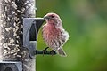 * Nomination House Finch --Cephas 20:33, 10 October 2009 (UTC) * Decline Insufficient DOF. (And strange halo around the bird's head. (?)) --Johannes Robalotoff 20:49, 11 October 2009 (UTC)