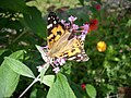 * Nomination A Painted Lady (Vanessa cardui) sitting on a summer lilac (Buddleja davidii). --Ichneumon 10:50, 7 October 2009 (UTC)  Comment Would benefit from a crop, just below the tongue-shaped leaf below the head of the insect. --Cayambe 12:41, 7 October 2009 (UTC) * Decline Too many strongly overexposed regions on the main subject virtually force me to decline. --Johannes Robalotoff 16:10, 7 October 2009 (UTC)