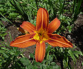 * Nomination Orange Daylily Hemerocallis fulva --George Chernilevsky 05:57, 6 October 2009 (UTC). * Promotion Excellent. --Cayambe 11:12, 6 October 2009 (UTC)