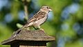 * Nomination Female House Sparrow (Passer domesticus) --Relic38 03:45, 29 September 2009 (UTC) * Promotion Good. - Darius Bauzys 04:07, 29 September 2009 (UTC)