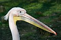 * Nomination Portrait of a Great White Pelican (Pelecanus onocrotalus) --Kemmi.1 16:08, 9 October 2009 (UTC) * Promotion Excellent. --Johannes Robalotoff 19:39, 9 October 2009 (UTC)