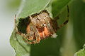 * Nomination: Araneus diadematus --ComputerHotline 16:54, 25 September 2009 (UTC) * Review  Comment Too much noise, unnecessary items (plant leaves in the lower right corner of the picture). Darius Bauzys 10:25, 26 September 2009 (UTC)