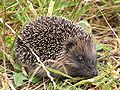 * Nomination Young hedgehog. Karori, Wellington, New Zealand. Photo by Tony Wills nominated by -- George Chernilevsky 07:06, 8 October 2009 (UTC) * Promotion Good. - Darius Bauzys 09:49, 8 October 2009 (UTC)