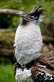 * Nomination Portrait of a Kori Bustard (Ardeotis kori, Riesentrappe) --Kemmi.1 07:17, 7 October 2009 (UTC) * Promotion Nice bird, good QI. --Cayambe 10:03, 7 October 2009 (UTC)