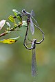 * Nomination Chalcolestes viridis, mating wheel --Loz 10:30, 15 October 2009 (UTC) * Promotion Great work! Multimotyl 11:34, 15 October 2009 (UTC)