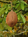 * Nomination Pachira aquatica fruit. Caño Negro, Costa Rica. -- Lycaon 18:03, 13 October 2009 (UTC) * Promotion Very good. --Berthold Werner 18:25, 13 October 2009 (UTC)